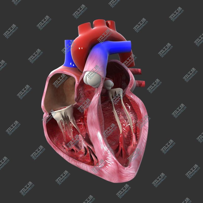 images/goods_img/2021040234/Heart cross section Animated model/2.jpg